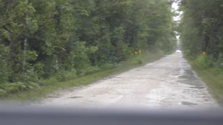 Loop road edge of the Florida everglades Alligators