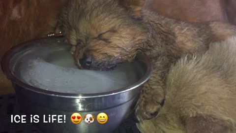 CHOWCHOW PUPPY SLEEPING ON ICE