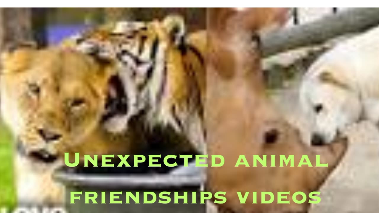 animal friendships