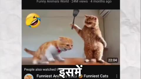 Funny animals