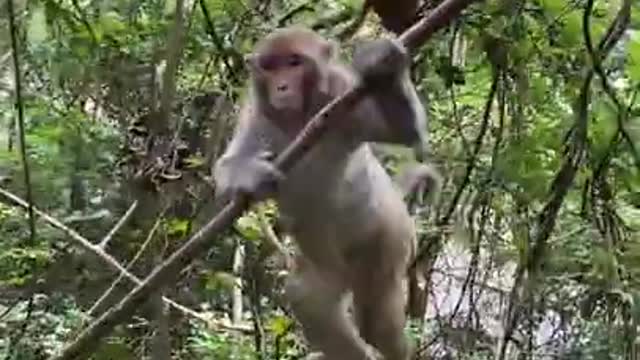 Cute baby monkey relax and play