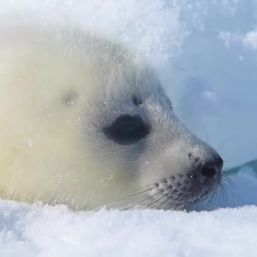 How is it possible for an animal to be so absolutely adorable?