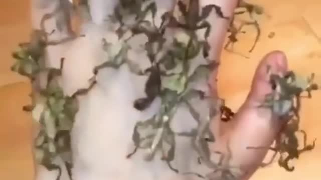 rare animal