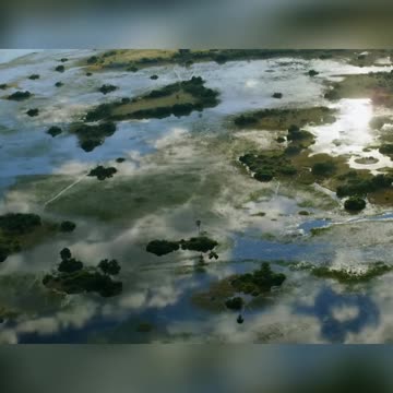 Survival of the Fittest Adapting to Wetlands with Lechwe Antelope #animals #facts #fyp #forest