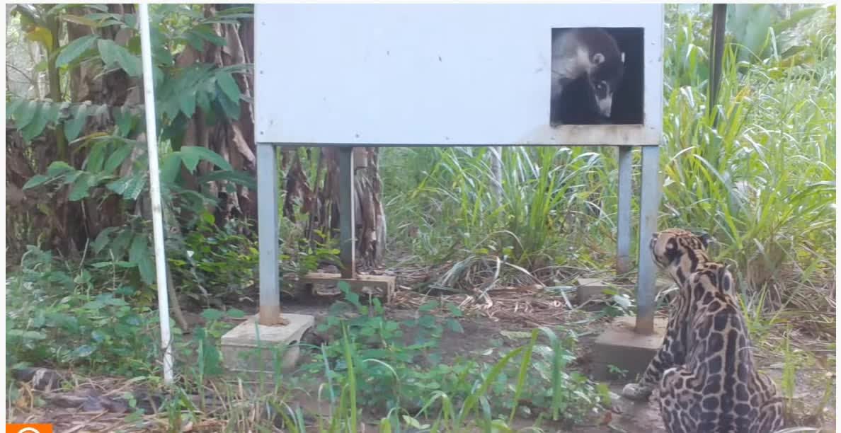 Home invasion Ocelot invades a coati's house and makes him his meal.