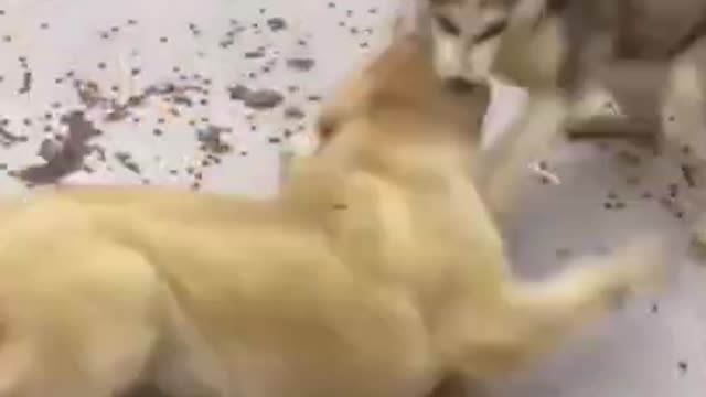 Two dogs grab food, naughty