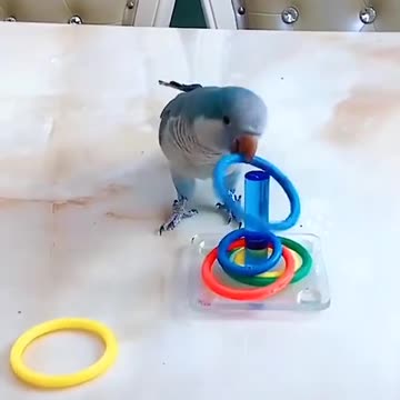 Telented parrot 🐦🐦🐦🐦