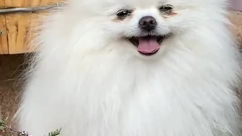 Happy laughing dog