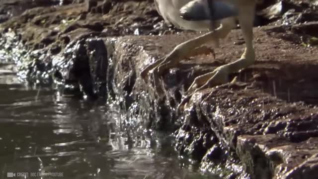 Bird - Moments of Animal Genius That Will Amaze You