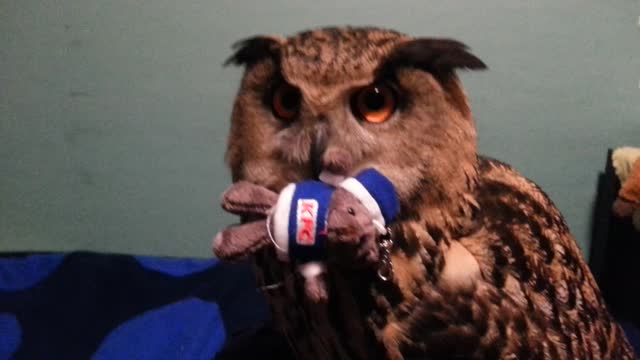 Yoll The Owl With a Toy