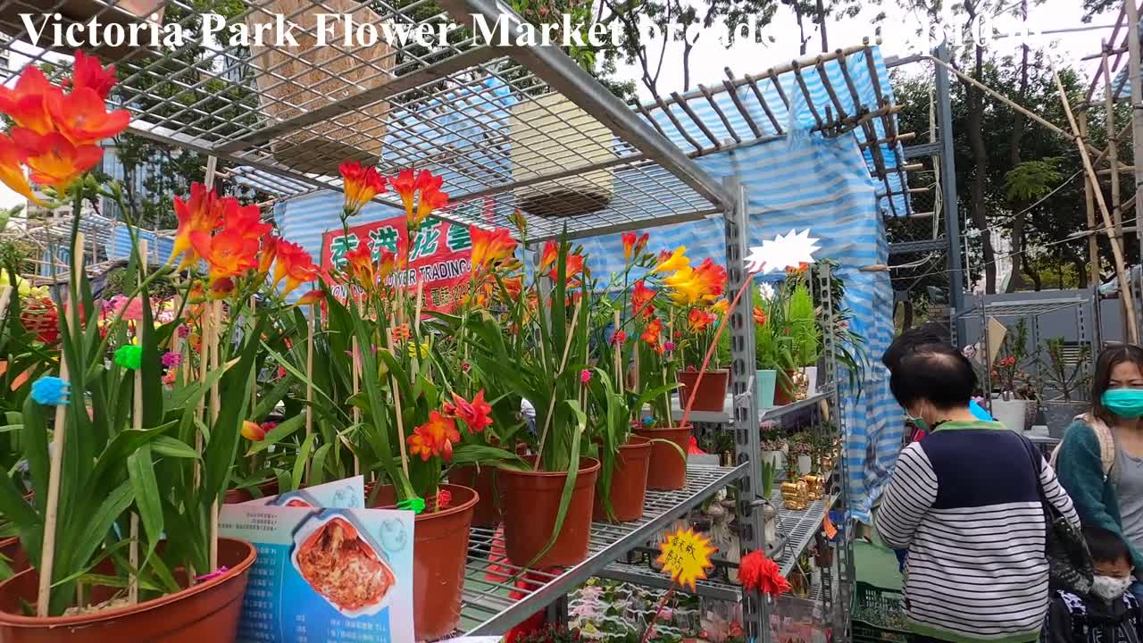 維多利亞公園年宵廣播 2021Victoria Park Flower Market broadcast, mhp1096, Feb 2021
