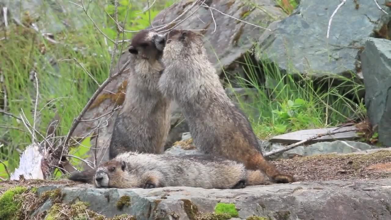 Cute wild marmots playing in nature