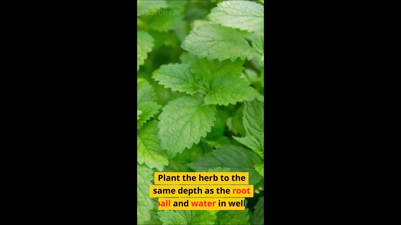 Diy medicinal herb gardening