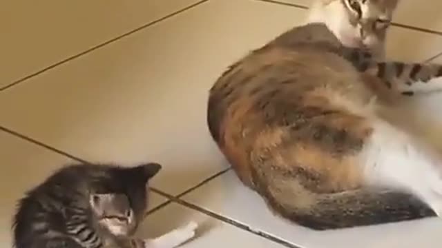 two cutee cats