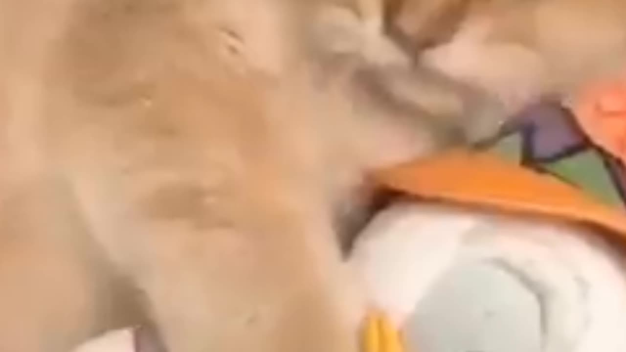 So cute cat video 😍
