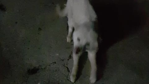 A good puppy that welcomes the owner who came back late at night