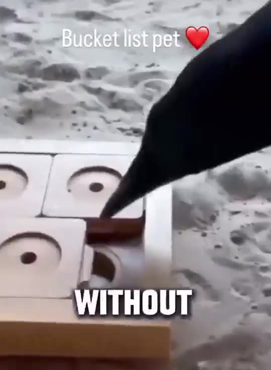 When a crow is so smart