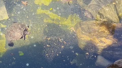 Cute turtles floating in a tiny pond