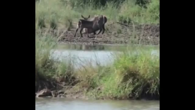 Little crocodiles want to eat too