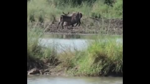 Little crocodiles want to eat too