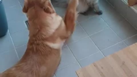 A golden retriever who thinks it's a cat