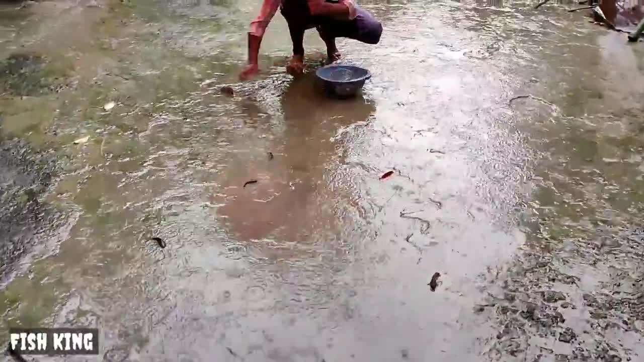 Fish From Sky