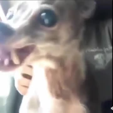 Do you recall this evil dog?