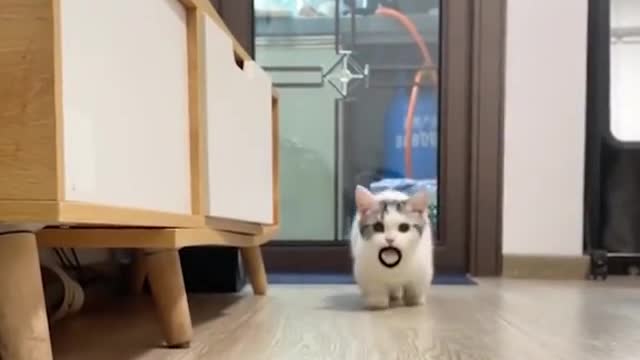 Its so cute cats