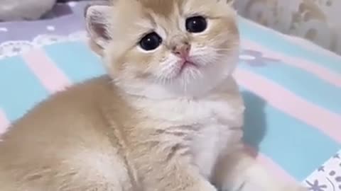 Look Baby Pet how looking at me !