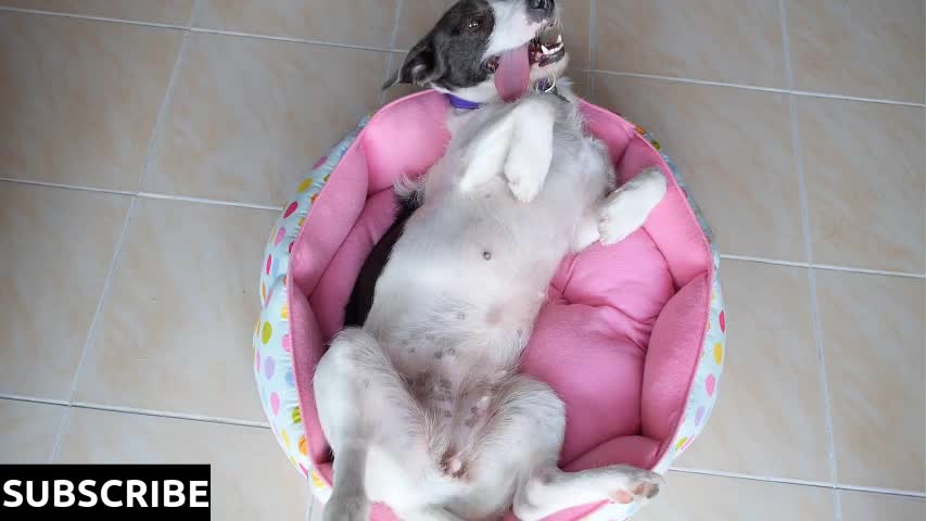 Funny Cute Dog Lying on Back and Resting