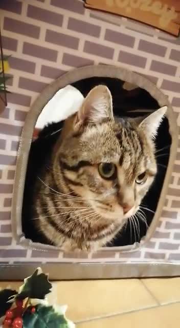 my cat and her new thermal winter house