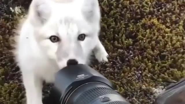 White fox