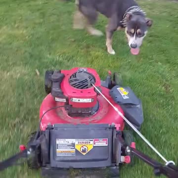 tank eats lawnmower