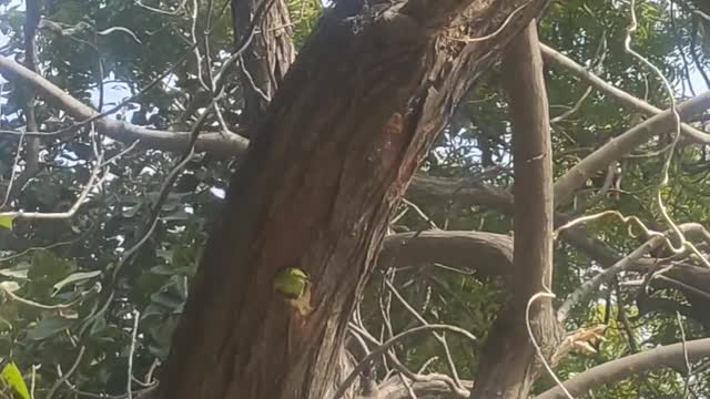 Brown headed barbet