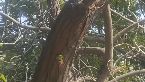 Brown headed barbet