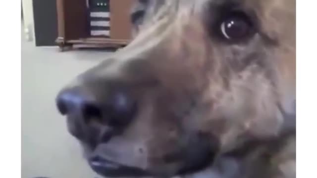 The Best Dog Dubbed Video Ever