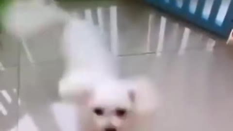Cute Dog Twirling Around