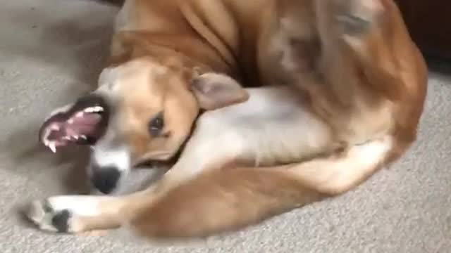 Brown dog folds self up on white carpet