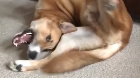 Brown dog folds self up on white carpet