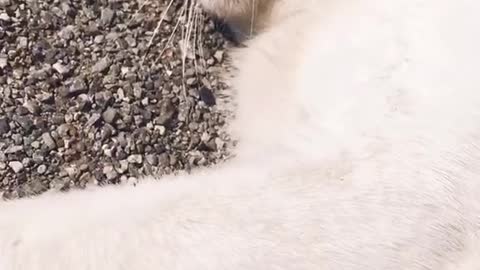 This cat looks so handsome