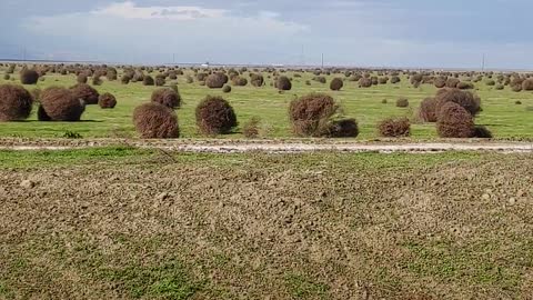 A Tumbleweed Stampede