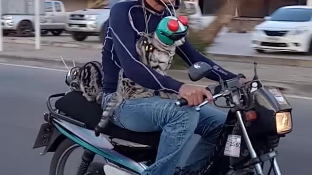 Two Fearless Felines