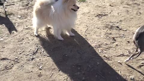 I Filmed My Dog For 24 Hours!!!
