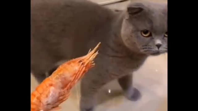 She hate eating large shrimp.😂