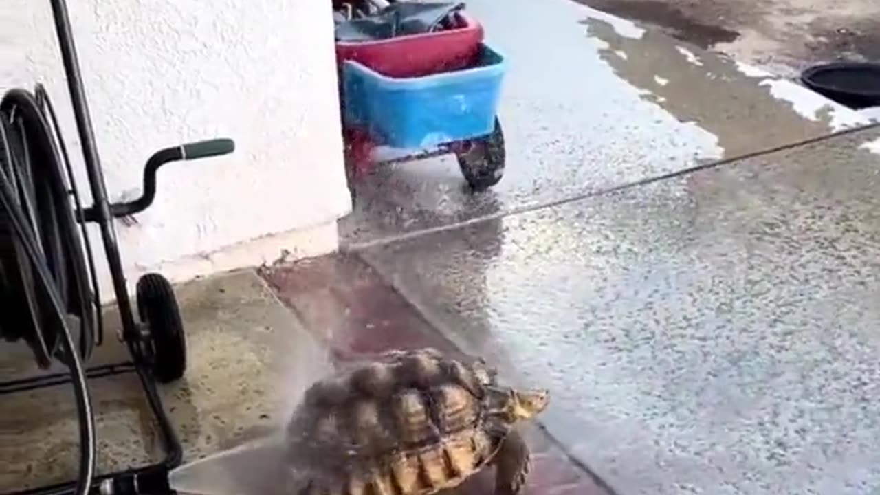 Tortoise enjoying the hose.. 😅