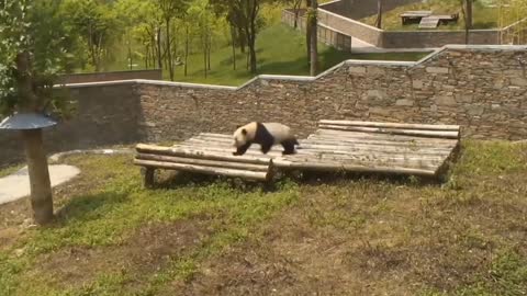 Panda Rolling On The Grass