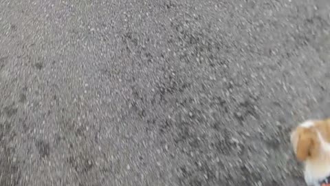 Walk and talk with the dog ep.4