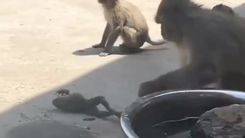 Monkey Playing with frog 🐸🐸..