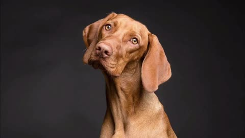 Angry dog