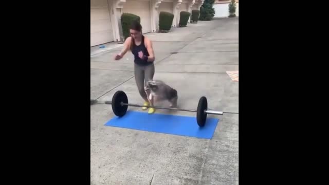 dog athlete